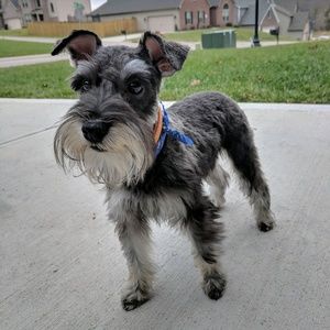 Meet your Posher, Alex